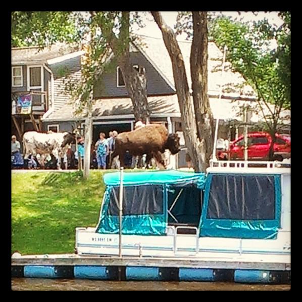 outdoors too bite bison parade